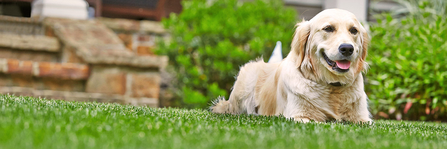 DogWatch Hidden Fence of the Midwest, Inc., Chisago City, Minnesota | Thank You Footer Image Image
