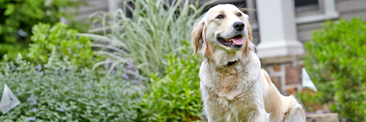 hidden dog fence company