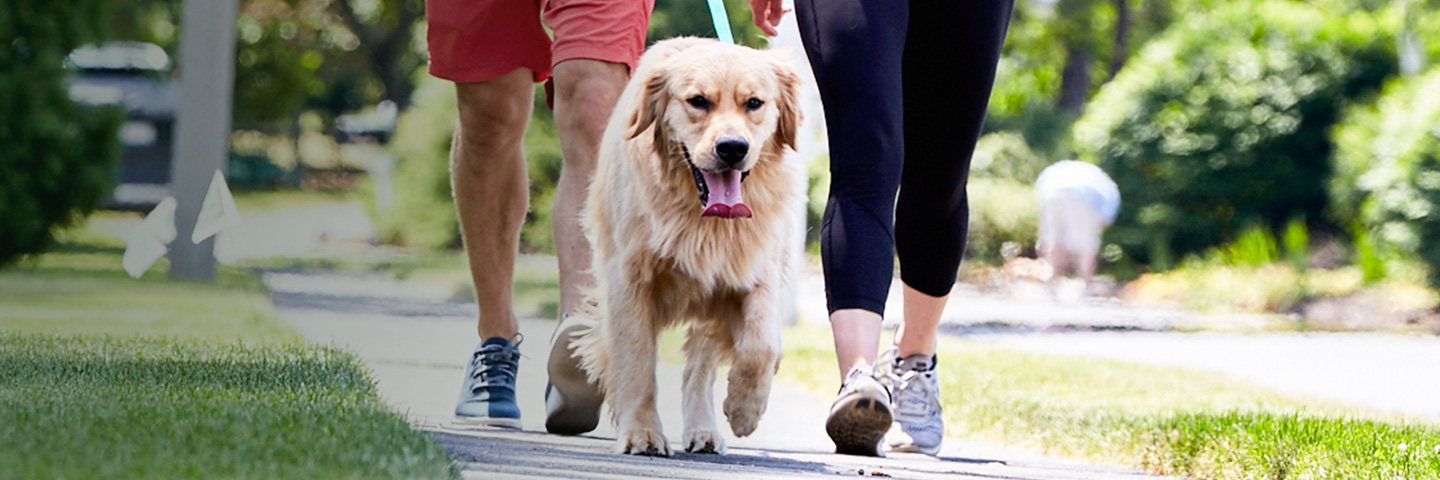 DogWatch Hidden Fence of the Midwest, Inc., Chisago City, Minnesota | SideWalker Leash Trainer Slider Image